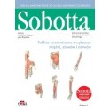 Tablice anatomiczne mięśni, stawów i nerwów. Atlas anatomii człowieka Sobotta. Angielskie mianownictwo
